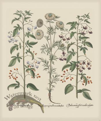 Besler 181 Colored  B2